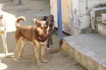 FREDO, Hund, Mischlingshund in Spanien - Bild 9