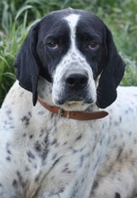 DIESEL, Hund, Mischlingshund in Griechenland - Bild 1