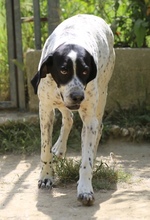 DIESEL, Hund, Mischlingshund in Griechenland - Bild 2