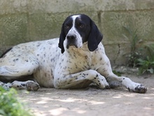 DIESEL, Hund, Mischlingshund in Griechenland - Bild 4