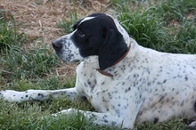 DIESEL, Hund, Mischlingshund in Griechenland - Bild 5