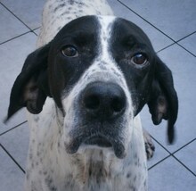 DIESEL, Hund, Mischlingshund in Griechenland - Bild 8