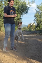 RUDI, Hund, Bodeguero Andaluz in Spanien - Bild 12