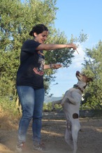 RUDI, Hund, Bodeguero Andaluz in Spanien - Bild 13
