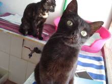 POLLY, Katze, Europäisch Kurzhaar in Spanien - Bild 2