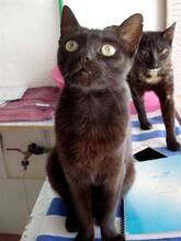 POLLY, Katze, Europäisch Kurzhaar in Spanien - Bild 5