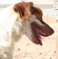 DEDALO, Hund, Irish Setter-Epagneul Breton-Mix in Spanien - Bild 2