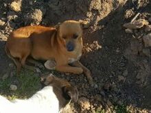 GOLDIE, Hund, Mischlingshund in Spanien - Bild 3
