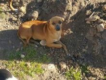 GOLDIE, Hund, Mischlingshund in Spanien - Bild 4