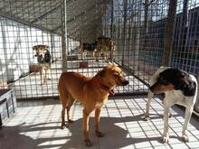 GOLDIE, Hund, Mischlingshund in Spanien - Bild 7