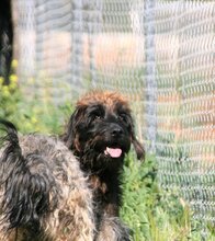 FOSCA, Hund, Mischlingshund in Spanien - Bild 1