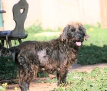 FOSCA, Hund, Mischlingshund in Spanien - Bild 2
