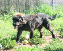 FOSCA, Hund, Mischlingshund in Spanien - Bild 3