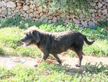 FOSCA, Hund, Mischlingshund in Spanien - Bild 5