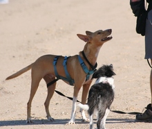 DYLAN, Hund, Podenco in Neudenau - Bild 11