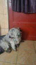 STRUPPI, Hund, Mischlingshund in Rumänien - Bild 10