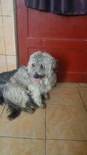 STRUPPI, Hund, Mischlingshund in Rumänien - Bild 12