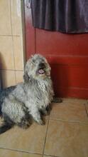 STRUPPI, Hund, Mischlingshund in Rumänien - Bild 4