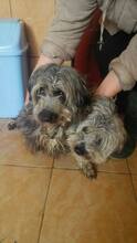 STRUPPI, Hund, Mischlingshund in Rumänien - Bild 9