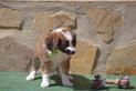 GOLDEN-BOY, Hund, Mischlingshund in Offenburg - Bild 11