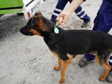 SHILO, Hund, Deutscher Schäferhund-Mix in Spanien - Bild 11