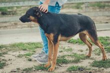 SHILO, Hund, Deutscher Schäferhund-Mix in Spanien - Bild 13