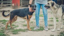SHILO, Hund, Deutscher Schäferhund-Mix in Spanien - Bild 14