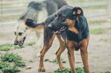 SHILO, Hund, Deutscher Schäferhund-Mix in Spanien - Bild 16