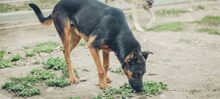 SHILO, Hund, Deutscher Schäferhund-Mix in Spanien - Bild 17