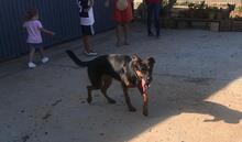 SHILO, Hund, Deutscher Schäferhund-Mix in Spanien - Bild 19