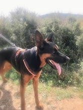 SHILO, Hund, Deutscher Schäferhund-Mix in Spanien - Bild 5