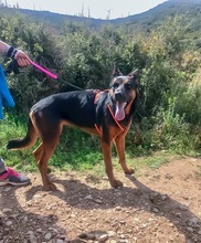 SHILO, Hund, Deutscher Schäferhund-Mix in Spanien - Bild 7