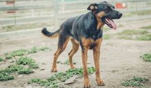SHILO, Hund, Deutscher Schäferhund-Mix in Spanien - Bild 8
