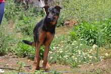 SHILO, Hund, Deutscher Schäferhund-Mix in Spanien - Bild 9