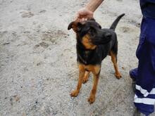 SHILO, Hund, Mischlingshund in Spanien - Bild 12