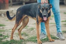 SHILO, Hund, Mischlingshund in Spanien - Bild 15