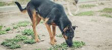 SHILO, Hund, Mischlingshund in Spanien - Bild 17
