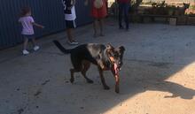 SHILO, Hund, Mischlingshund in Spanien - Bild 19