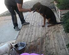 SHILO, Hund, Mischlingshund in Spanien - Bild 20