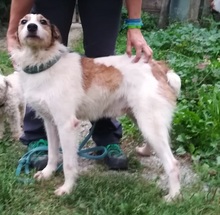 PILLO, Hund, Mischlingshund in Spanien - Bild 1