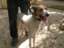 PILLO, Hund, Mischlingshund in Spanien - Bild 7