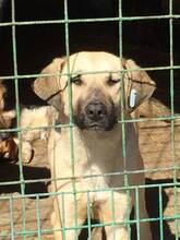 LUNA, Hund, Mischlingshund in Rumänien - Bild 3