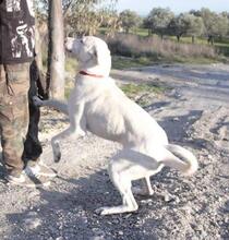 BOLT, Hund, Mischlingshund in Italien - Bild 2