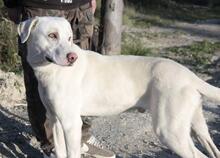 BOLT, Hund, Mischlingshund in Italien - Bild 3