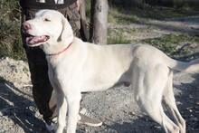 BOLT, Hund, Mischlingshund in Italien - Bild 4