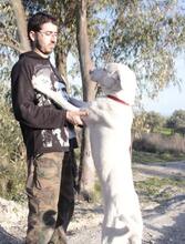 BOLT, Hund, Mischlingshund in Italien - Bild 5