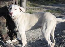 BOLT, Hund, Mischlingshund in Italien - Bild 6