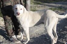 BOLT, Hund, Mischlingshund in Italien - Bild 7