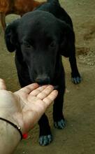 GUCCI, Hund, Mischlingshund in Portugal - Bild 5