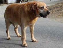 SIRIUS, Hund, Labrador Retriever in Ungarn - Bild 2